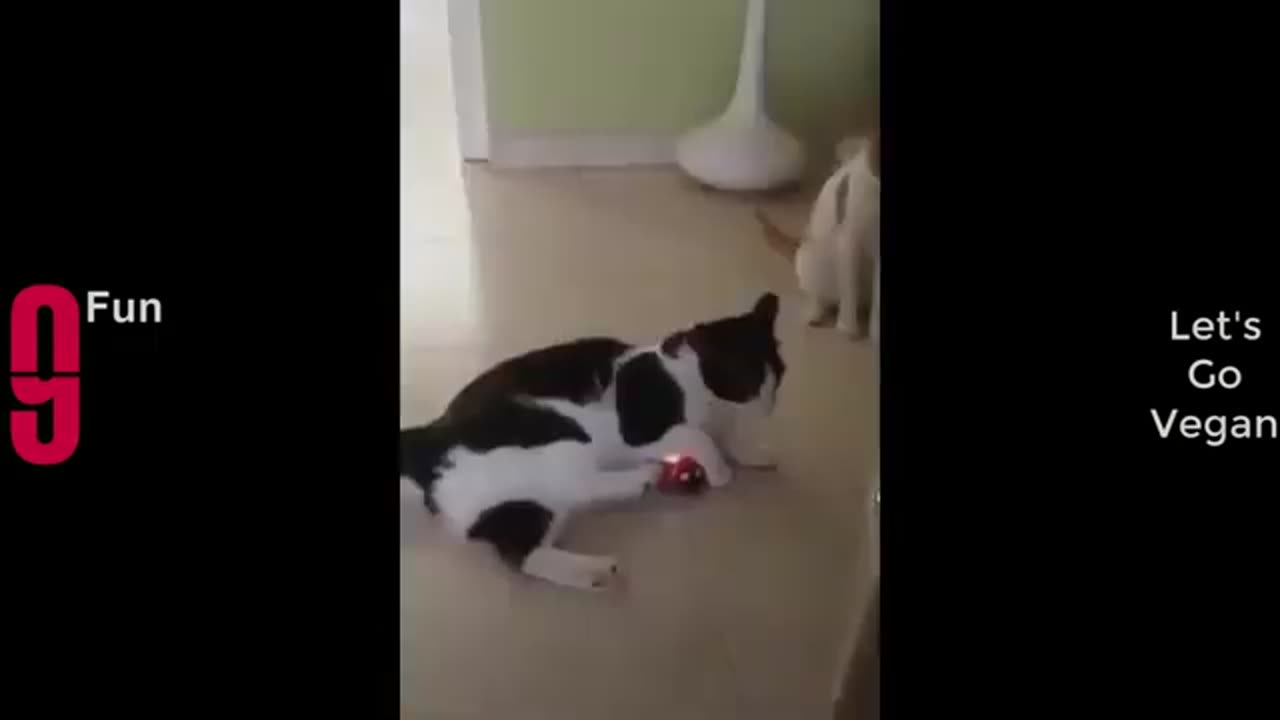 Try not to Laugh 😆