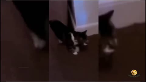 Funny Animals