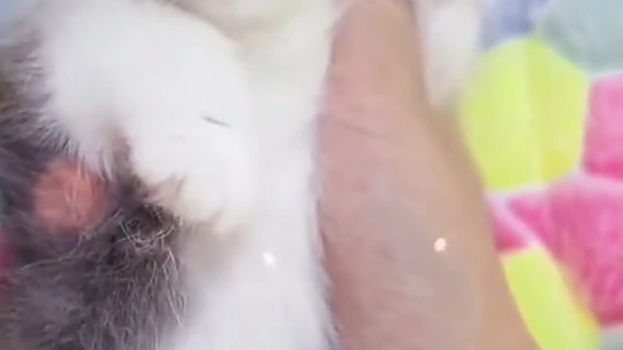 Cute babe #fyp #cat #catsoftiktok #cute #foryou