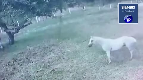 Cavalo que viralizou na internet