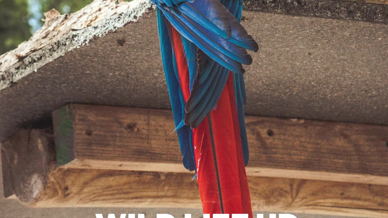 Parrots are One of Few Animals that Can Mimic Human Speech