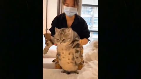 The Ultimate Collection of 2020's Hilarious Animal Videos: The Funniest Animals of the Year 🐾💕