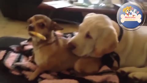 Funny DOGS Videos 🤣 Funniest Dogs Videos .
