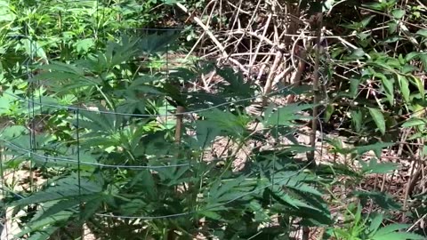 Cannabis Guerrilla Grow. Bonus cat 🐈