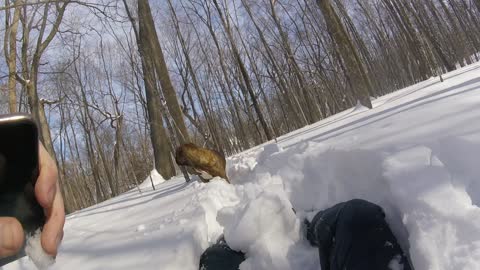 My Cane Corso sidekick and I playing in the fresh snow in MN