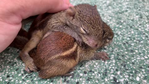 Best Of The Cutest Animal Video - Cute Animals For When You are Stressed #29