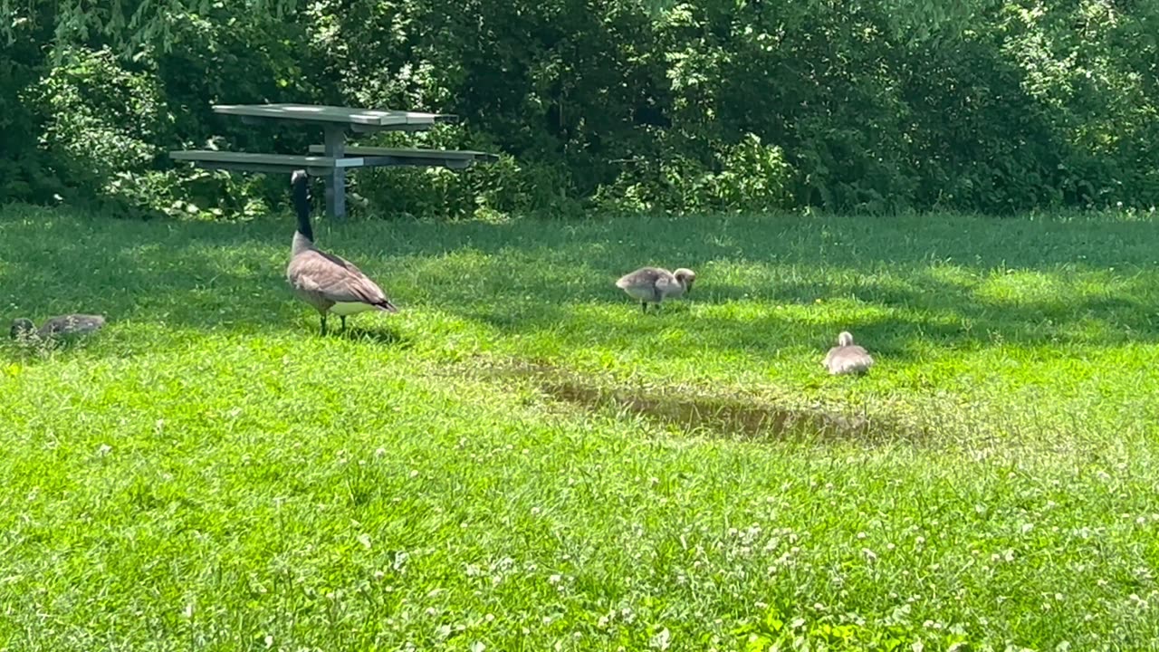 Another group of Canada Geese at James Gardens Toronto
