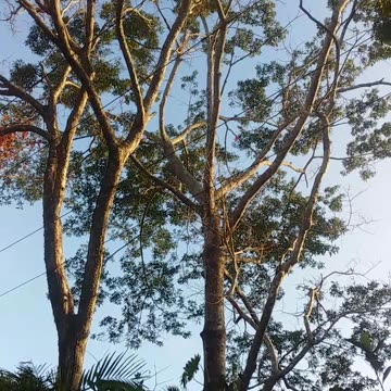 5.10.2024 Sounds of Kuranda