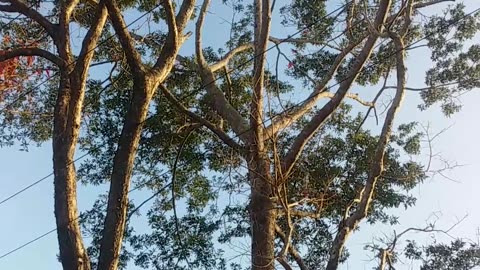 5.10.2024 Sounds of Kuranda