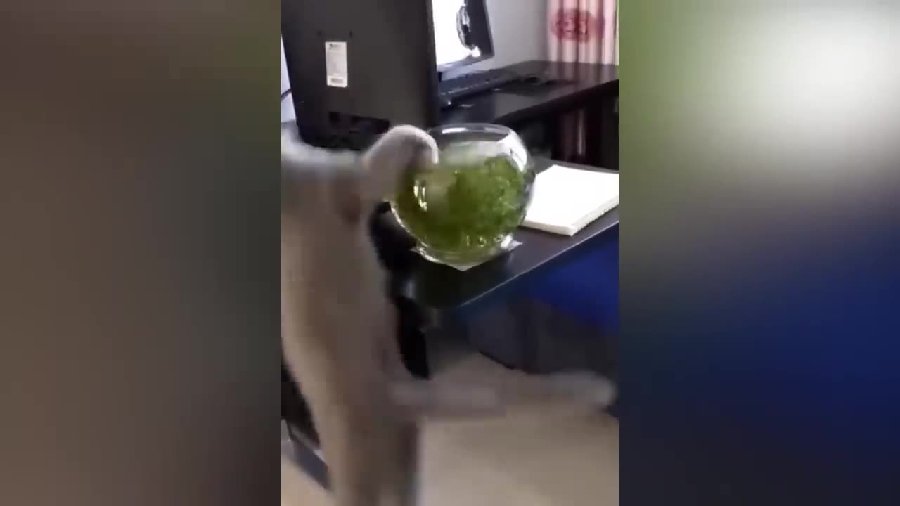 Funny Animal Videos 2023 😂 - Funniest Cats And Dogs Video 😺😍