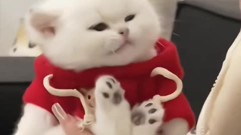 Funny and Cute Cats Videos #344