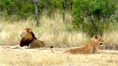 Lion Life in Forest