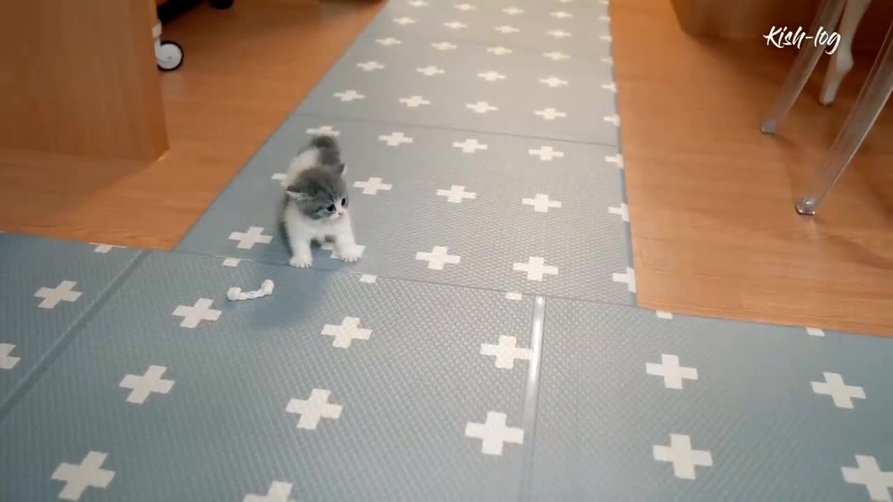 Raising = like a Munchkin kitten = and = a Pomeranian = puppy