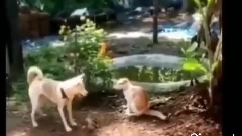 Mr. Bruce Lee's dog