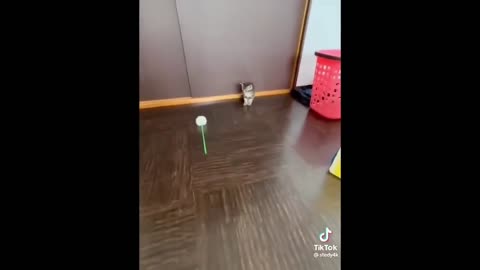 Funny Animal Videos 2023 😂 - Funniest Cats And Dogs Video 😺
