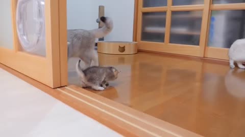 Funny cat videos. Funny animal videos