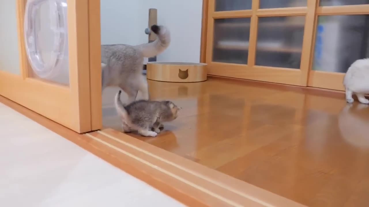 Funny cat videos. Funny animal videos