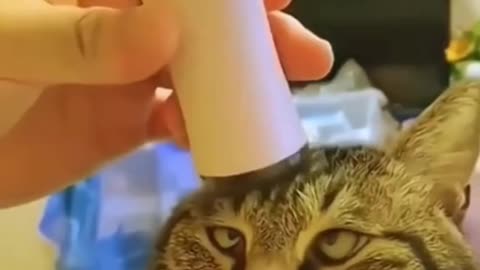 "Caught on Camera: Funniest Animal Moments Ever!"