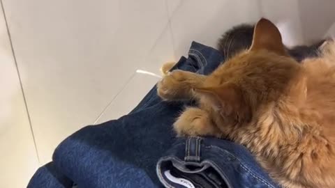 cat sleeping in mango store in peace