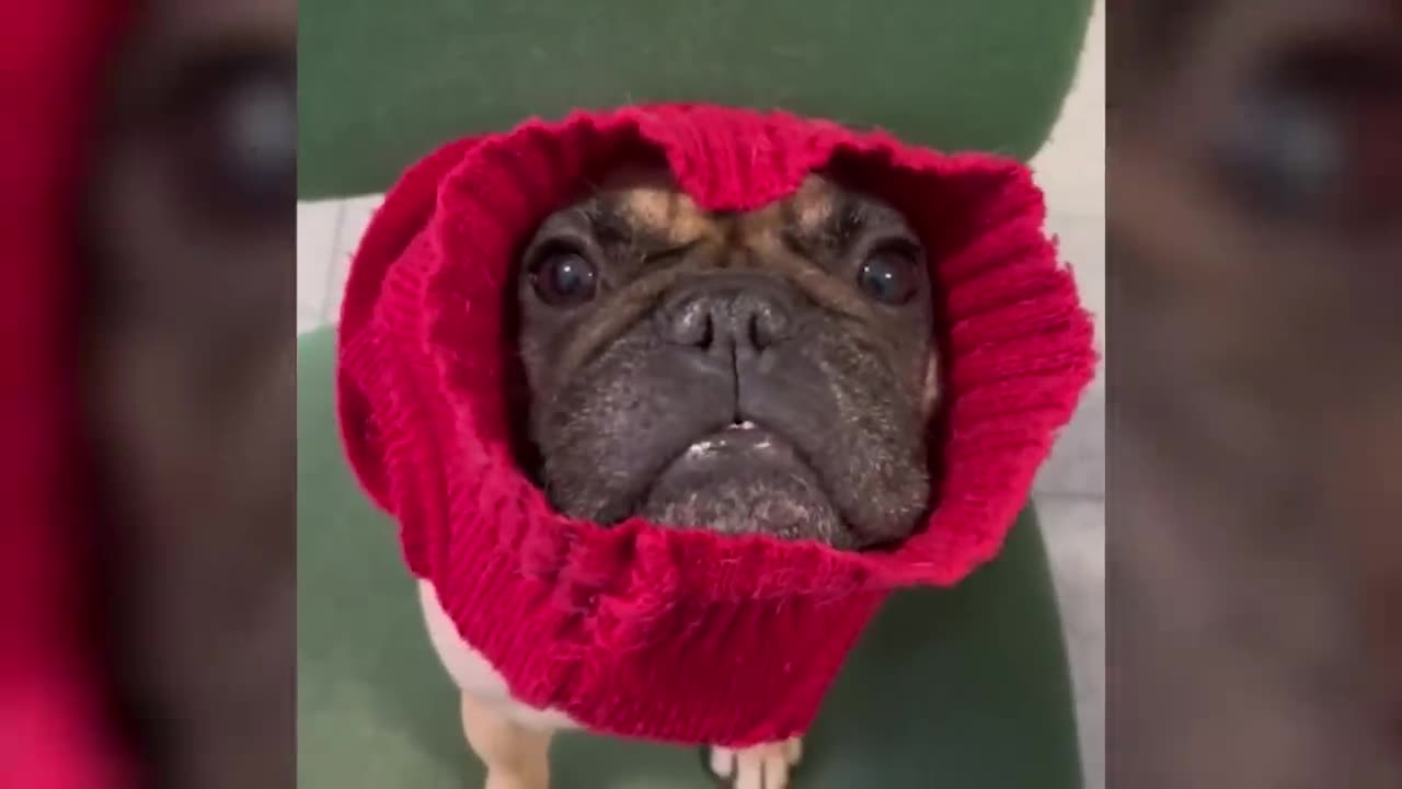 Paws-itively Hilarious: A Collection of Adorable Pet Videos