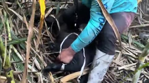 Fun Wild Boar Hunt With Dogs _ Puppy Showing A Ton Of Grit! 🐶