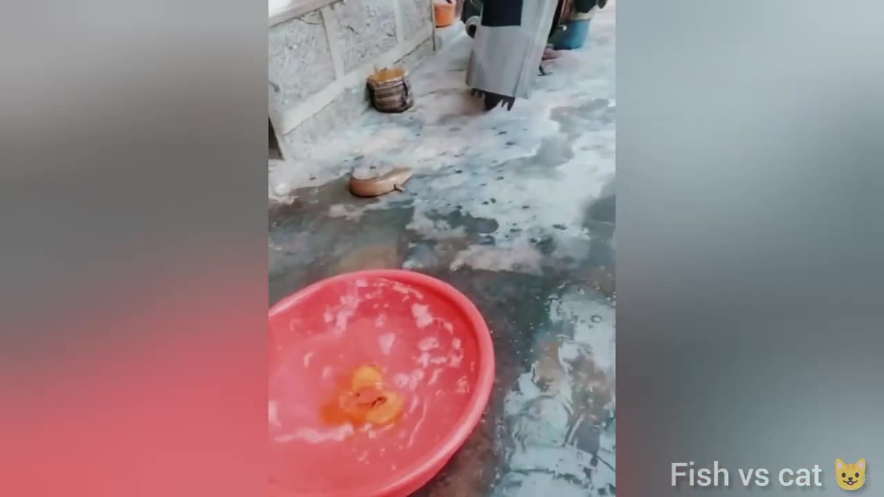Best Funniest Cats and Dogs Videos 2024