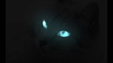 On The Prowl