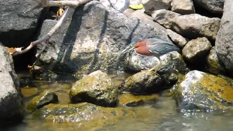 Green Heron fishing with bread.