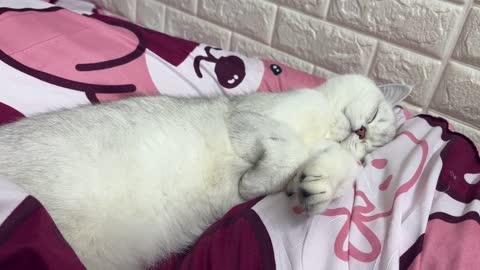 Kitty
