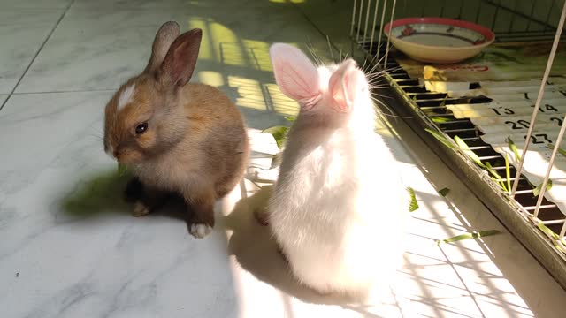 Cute rabbits having breakfast