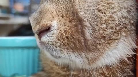 #bunny #rabbit #pet #petlover #animals