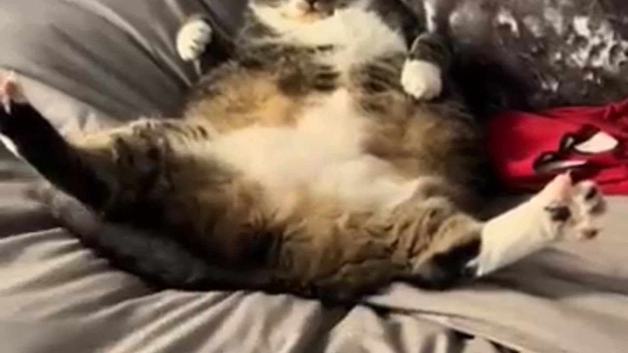 CATS FUNNY CUTE VIDEOS 🐾 347