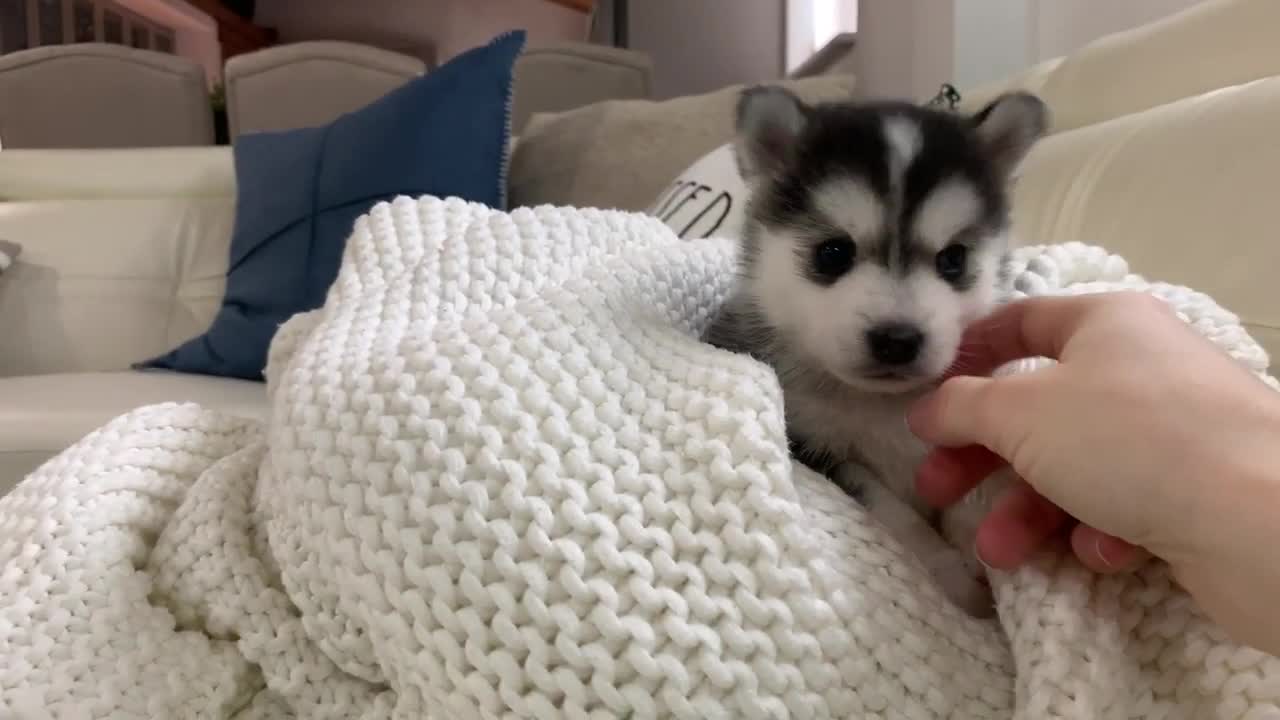 Best Bowtie Pomsky Love - Franky Cutest Pomsky Puppy Boy!