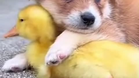 Dog 🐕 and duckling