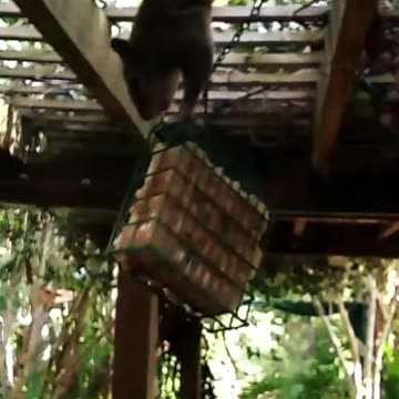 Squirrel Robs Wild Bird Feeder