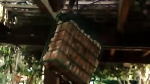 Squirrel Robs Wild Bird Feeder