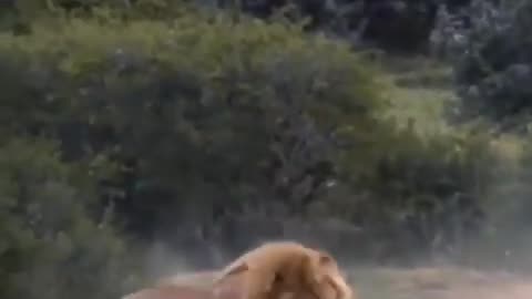 Lion attack on pig_lion video.