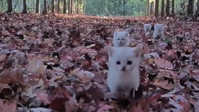 Creative inspiration Little cat running like a spirit in the wind