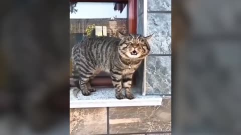 Talking cats and it's hilarious