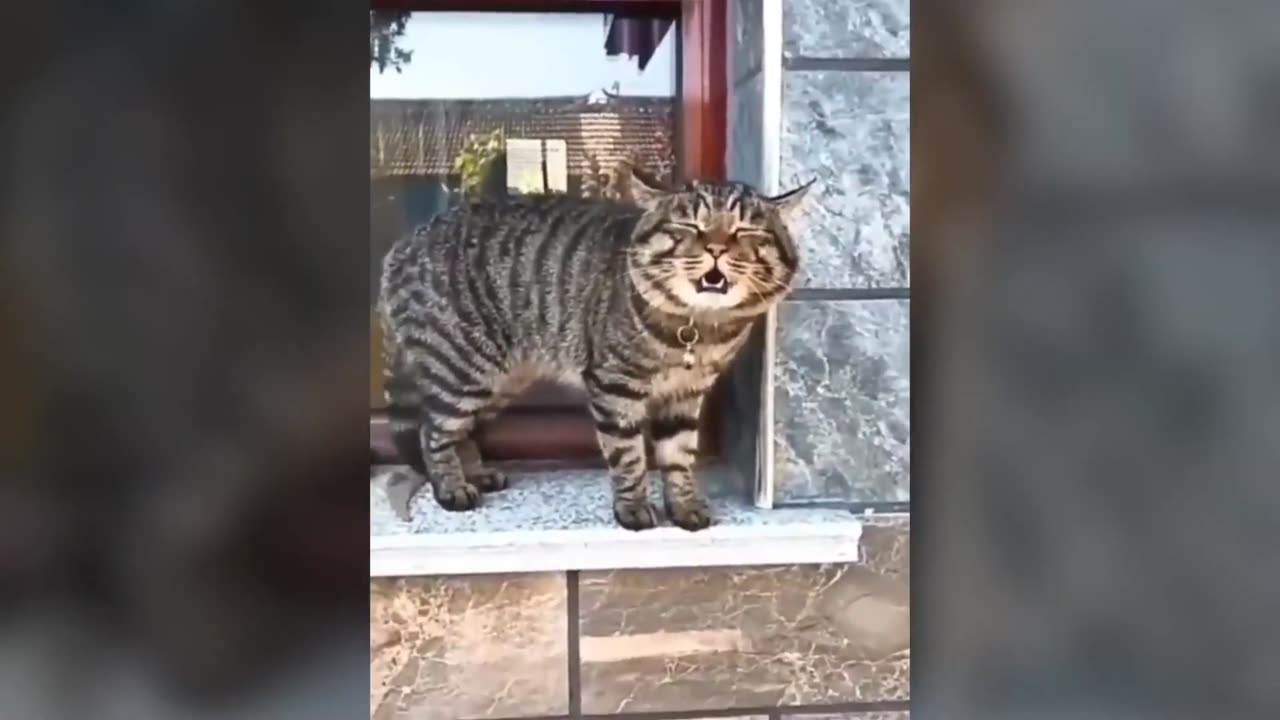 Talking cats and it's hilarious