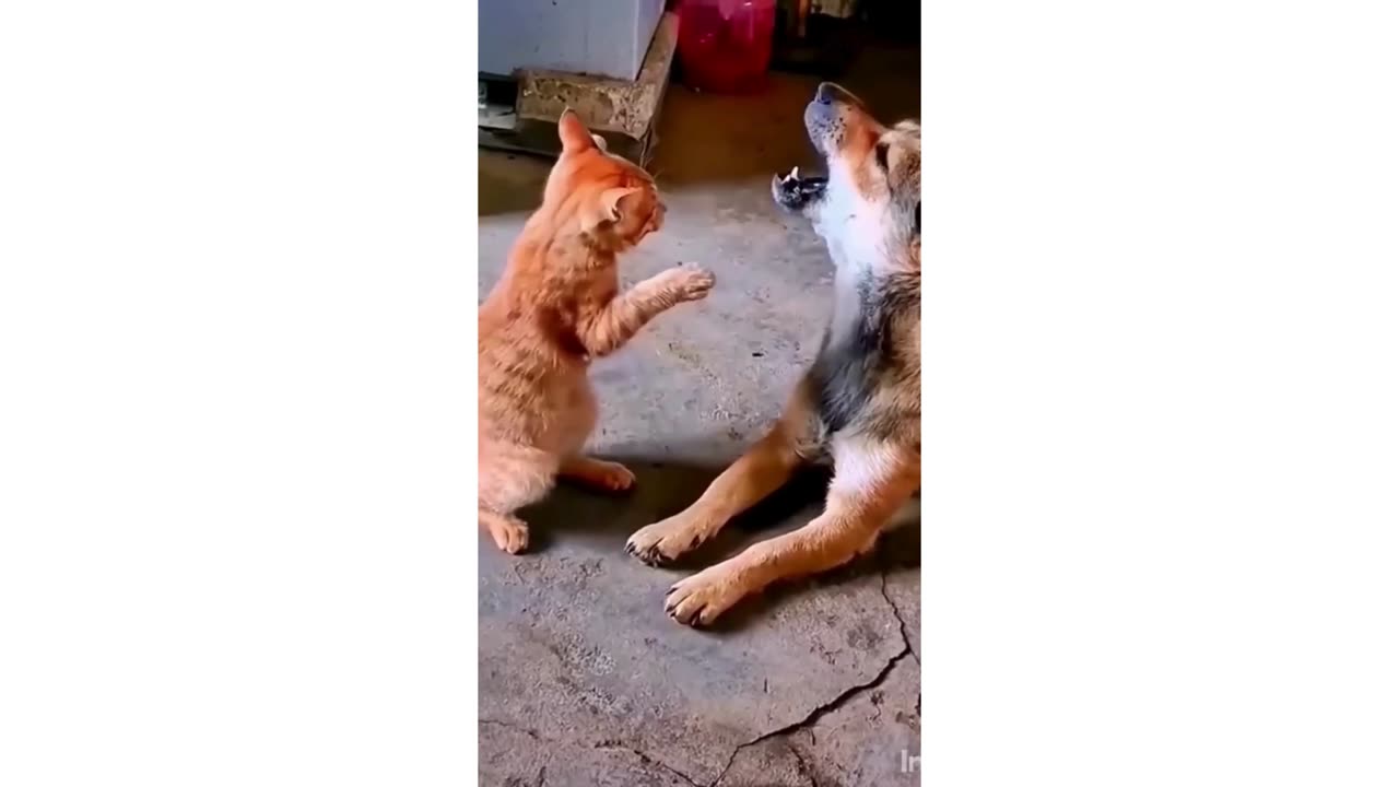 cute kitten emotion.