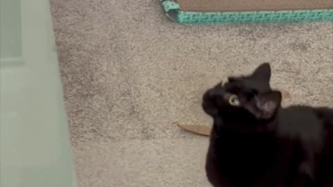 Cute Precious Piper Jumps Right Onto Her Work - Adopting a Cat from a Shelter Vlog #shorts
