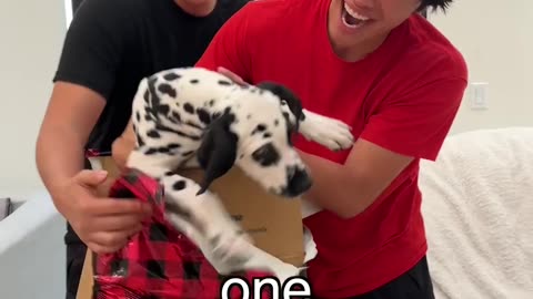 The World's Rarest Puppy!