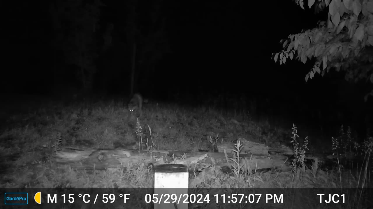 Raccoon Attack