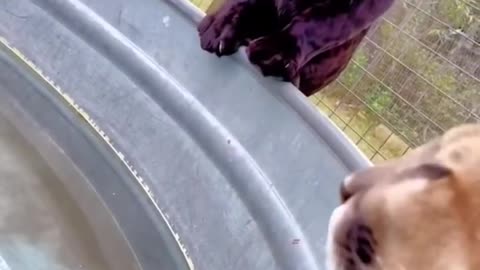 Black Jaguar Stalking