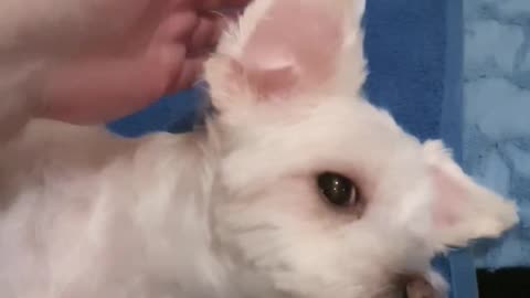 Galaxy fold Snoopy