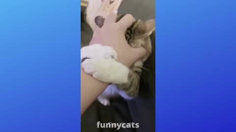 Cute and Funny Baby Cat Video