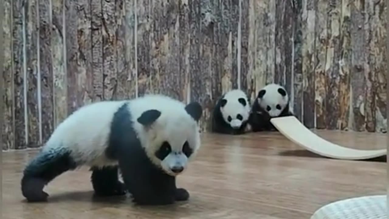 cute animal