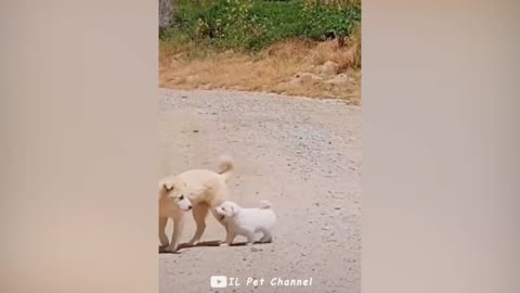 Funniest Animal Videos 😅 - Best Funny Dogs And Cats Videos #25