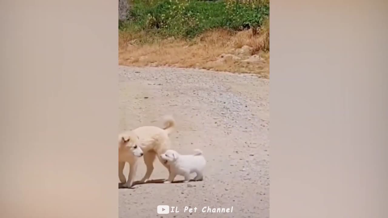Funniest Animal Videos 😅 - Best Funny Dogs And Cats Videos #25